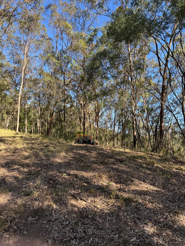 Bush block understory