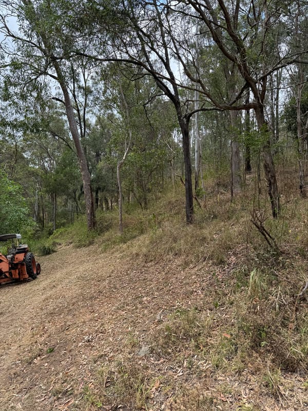 Slope cleared under the trees