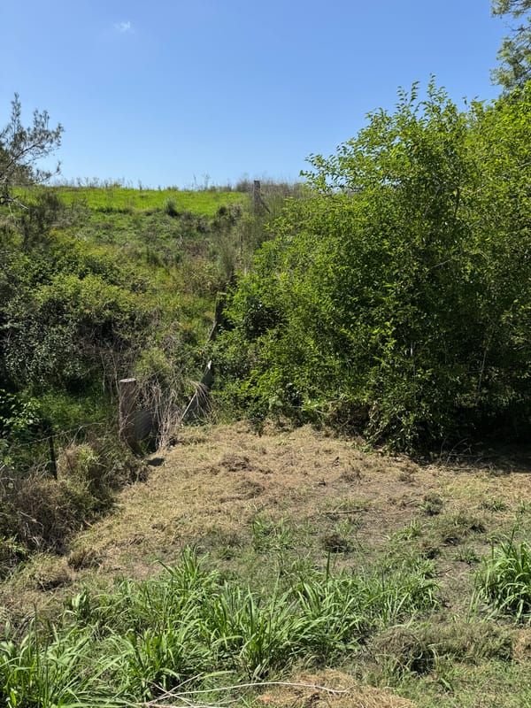 Overgrown gully and fence line