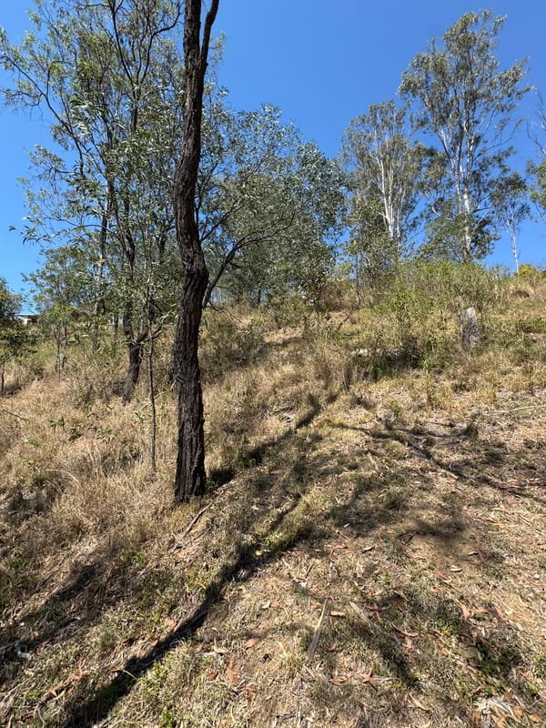Dry hillside with scattered scrub